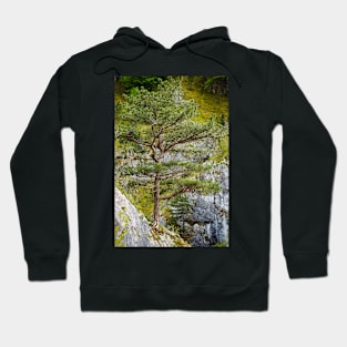 Pinus nigra on mountains peak Hoodie